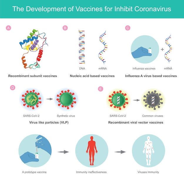 コロナウイルスを阻害するためのワクチンの開発。図は、人体での免疫法を使用してコロナウイルス（sars-cov-2）を阻害するために開発されたワクチンの説明です。