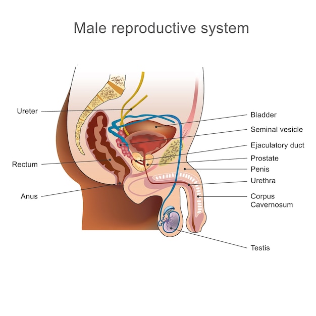 Вектор Мужская репродуктивная система.