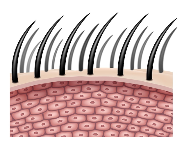 Вектор Вид сбоку увеличивает волосковые клетки или фолликулы для сравнения при лечении волос.