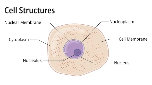 ベクトル 研究ガイド医療ベクトル図と顕微鏡での細胞の構造