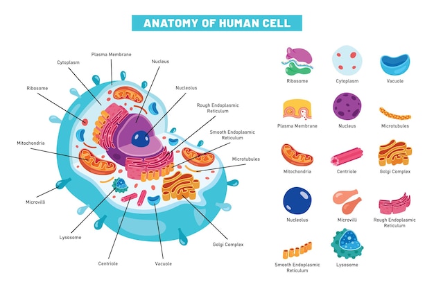 Вектор Структура человеческой клетки