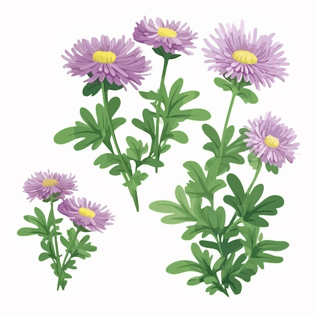 벡터 이 aster 꽃 삽화는 디자인에 약간의 우아함을 더할 것입니다.