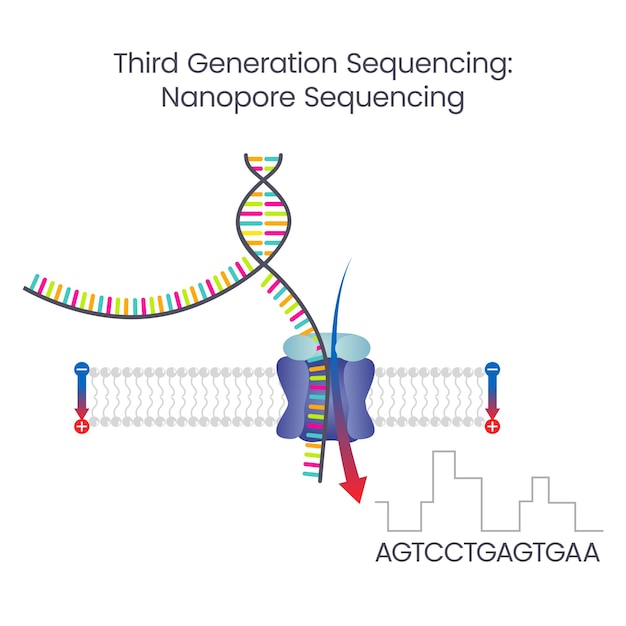 3세대 시퀀싱 Nanopore 시퀀싱 과학적 벡터 그림