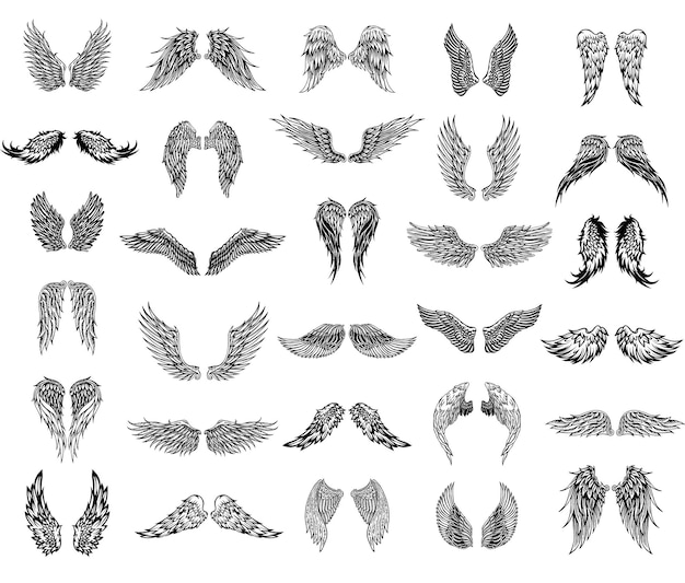 Thirty pairs of wings graphic illustration