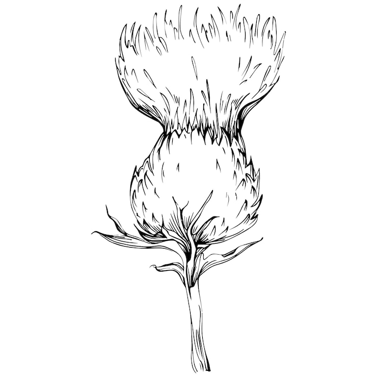 Vector thistle flower by hand drawing black and white clip art isolated