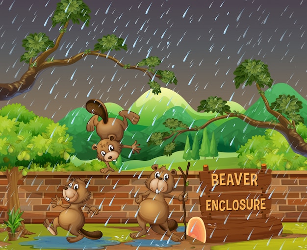 Three beavers in the zoo on the rainny day