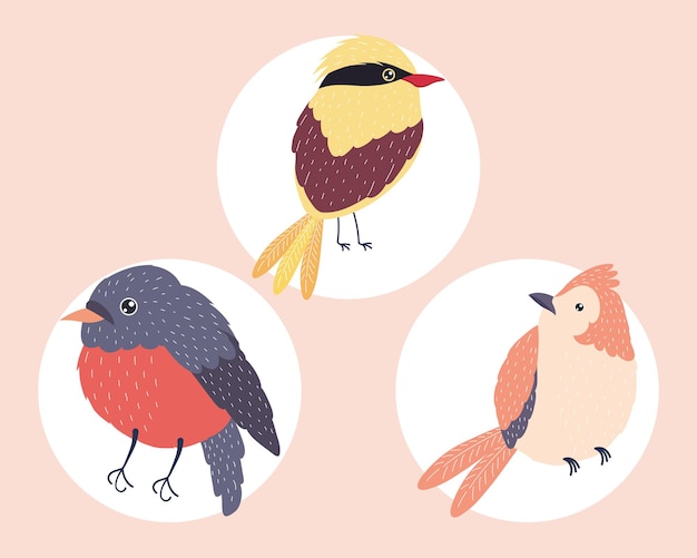 Three birds species