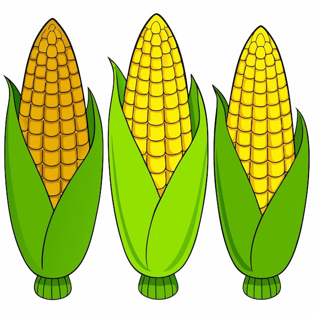 Vector three corn pictures of corn on a white background