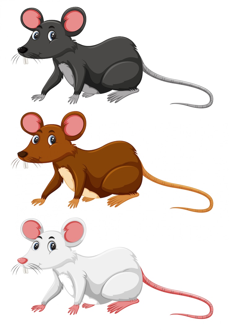 Vector three different colour of rat
