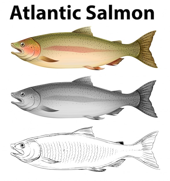 Tre stili di disegno di salmone atlantico illustrazione