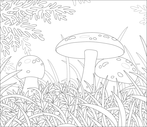 Three edible mushrooms with big caps hiding in thick grass on a pretty forest glade