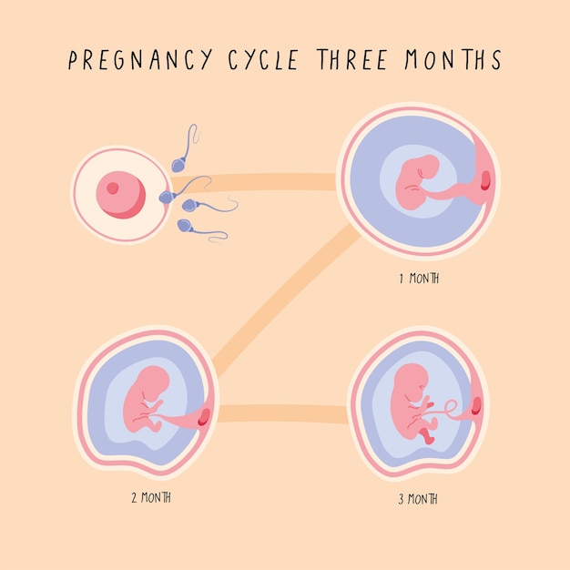 Vector three embryo development phases