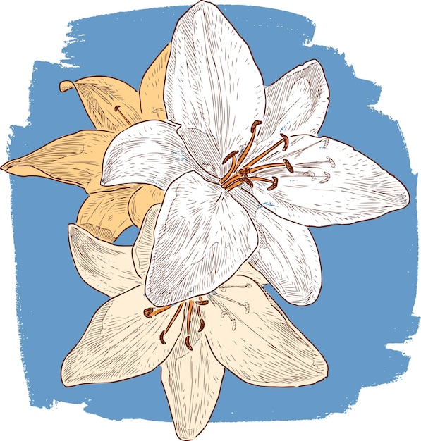 Vector three garden lilies