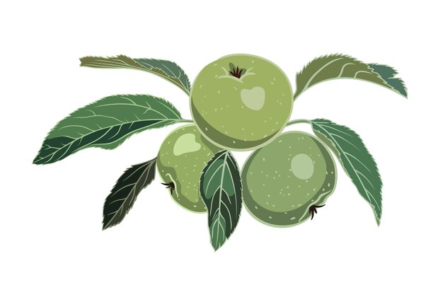 three green apples on a branch with leaves on a white background. botanical illustration. vector