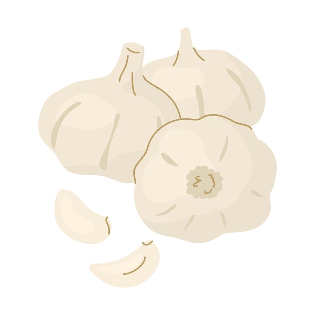 Three heads and two cloves of garlic A tangy spicy condiment for cooking Image of a vegetable isolated on a white background Vector illustration for farmers and food markets