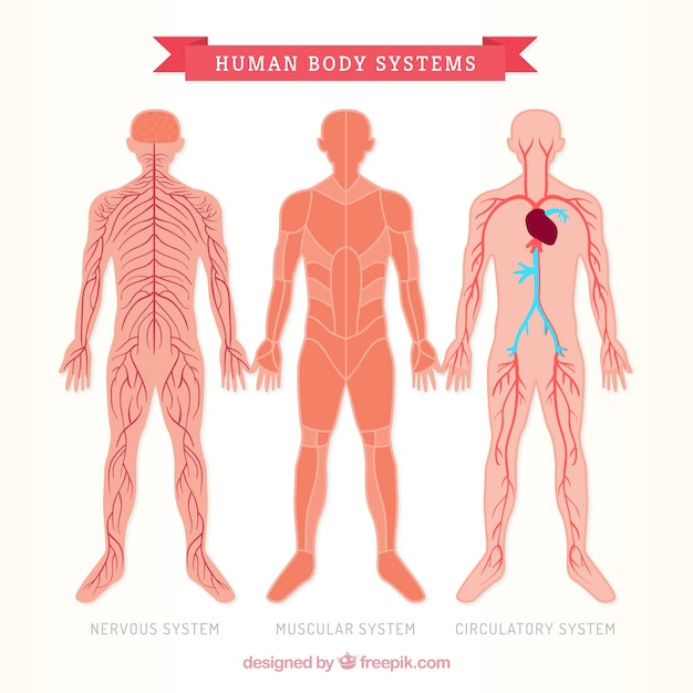 Vector three human body sistems