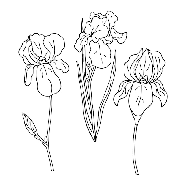 Three isolated black and white iris flowers. Hand drawn vector illustration. Coloring page