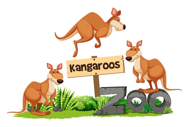 Vector three kangaroos at the zoo sign