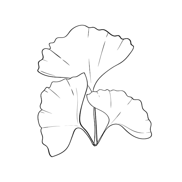 Вылупление трех листьев гинкго билоба Линейный рисунок медицинского растения гинкго