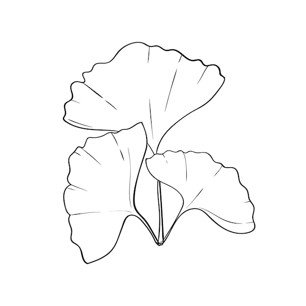 Three leaves of ginkgo biloba hatching linear drawing of medical plant ginkgo