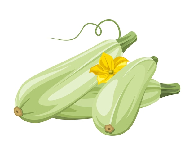 Vector three marrows isolated on a white background