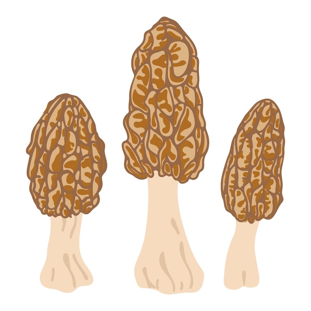 3つのモレルキノコ 手描きの流行のフラットスタイルのベジタリアン料理