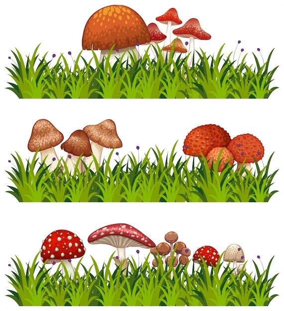 Three patterns of mushrooms and grass