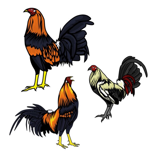 Three positions of vector fighting cocks