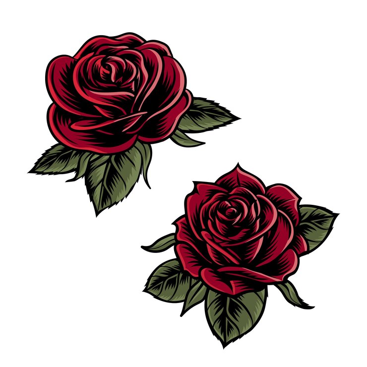 Vector three red roses with green leaves and a white background