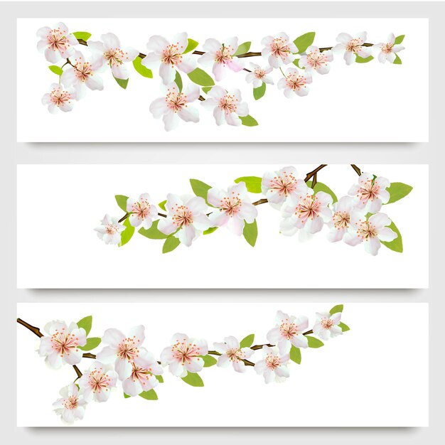 Vector three sakura branches banners.