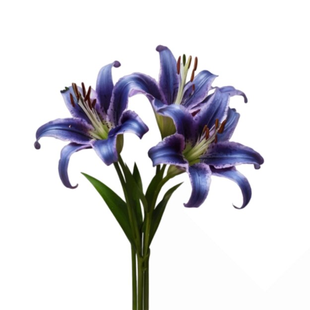青い紫色のリリー花の3本の棒が平らな白い背景に隔離されています
