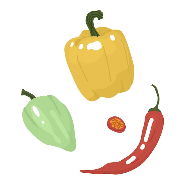 Three types of peppers Red pungent sweet spicy Farm products Vegetarian food preparation Salad ingredients Vector illustration for farmers and food markets