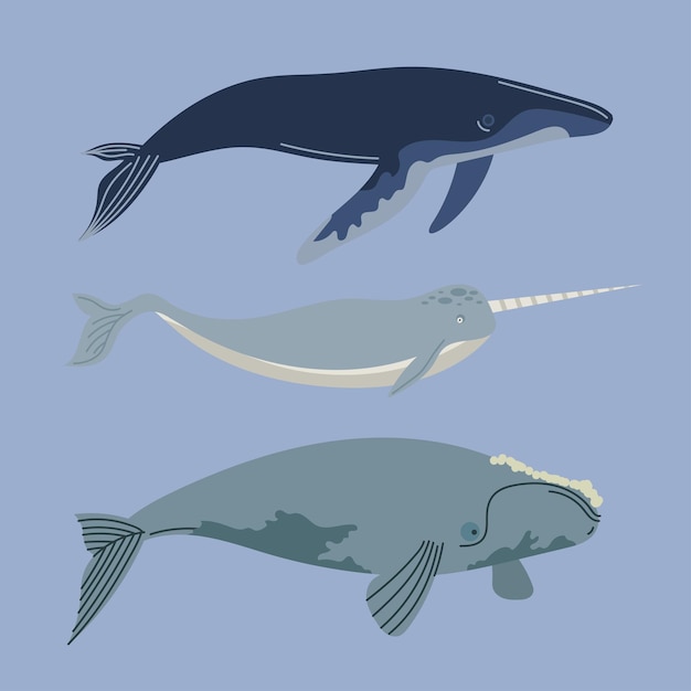 3 つのクジラ海洋動物