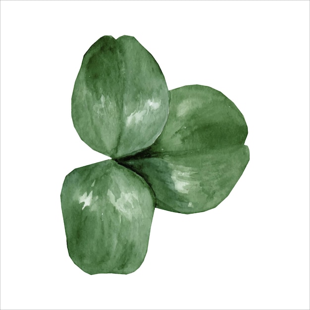 Threeleaf clover for St Patrick's Day Watercolor hand drawn illustration