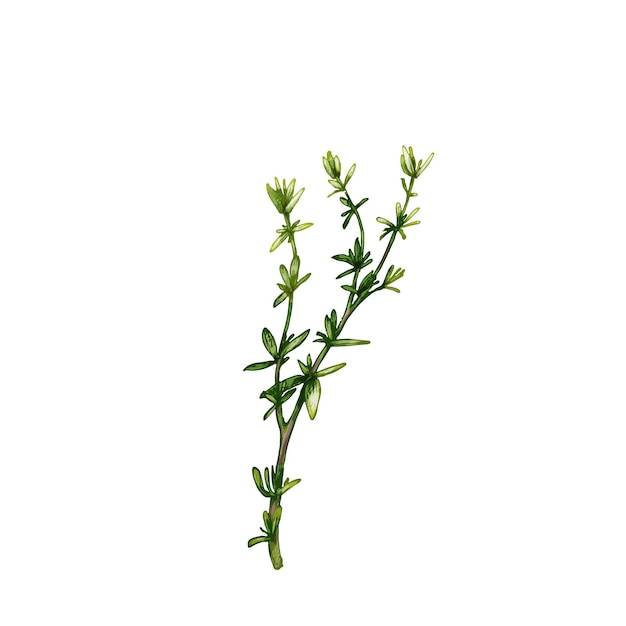 Thyme fresh green branches and leaves. vintage vector hatching color hand drawn illustration isolated on white background