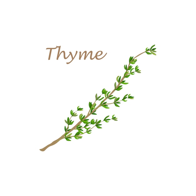 Thyme a green ripe sprig of thyme spicy herbs medicinal plant vector illustration isolated on a whit