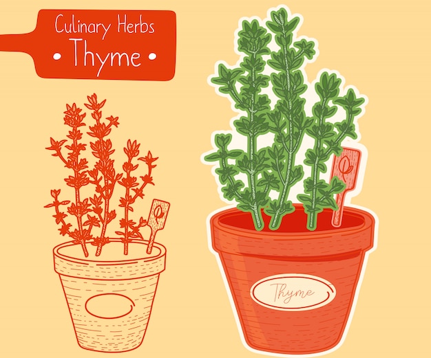 Thyme growing in a pot