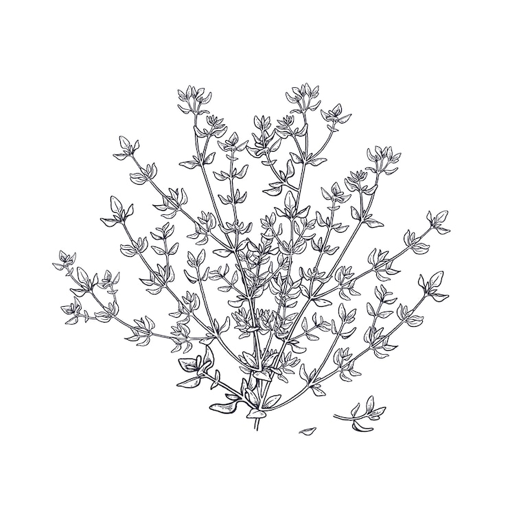 Vector thyme. illustration of garden fragrant herbs.