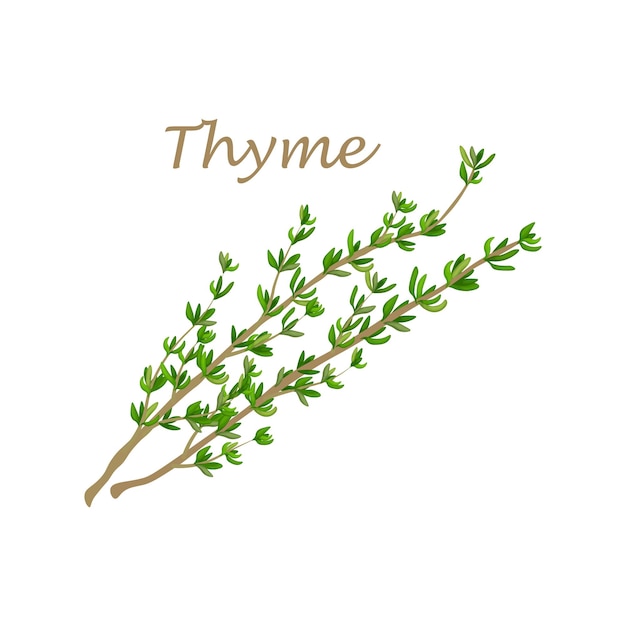 Vector thyme image of thyme twigs with green leaves a spicy medicinal plant a plant for seasoning and cooking vector illustration