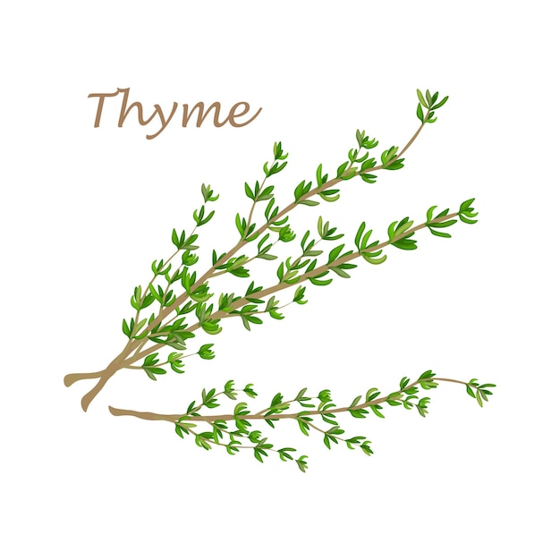 Thyme A spicy plant for cooking A green plant for spicesThyme is a medicinal plant Vector illustration isolated on a white background