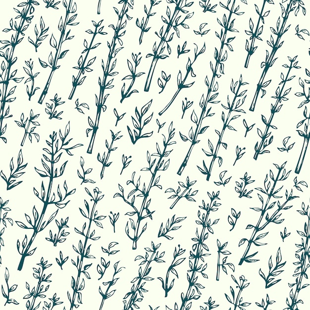 Vector thyme. vector seamless pattern. hand drawn vintage illustration