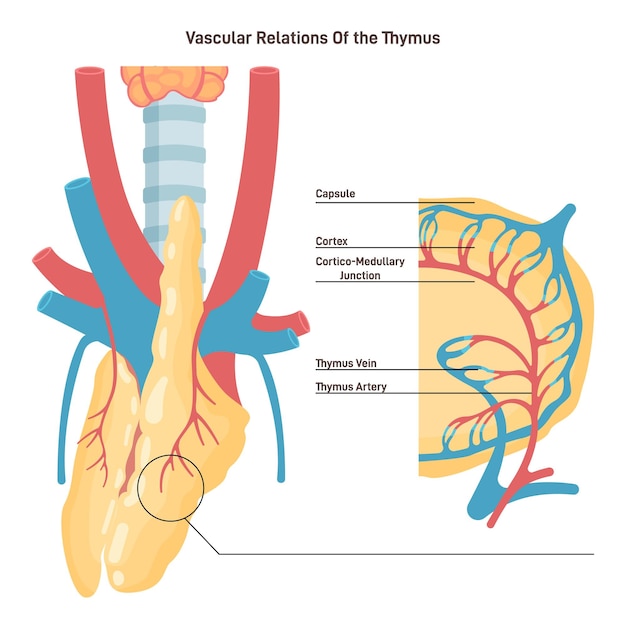 ベクトル 胸腺の解剖学と血液供給 人間の一次リンパ器官
