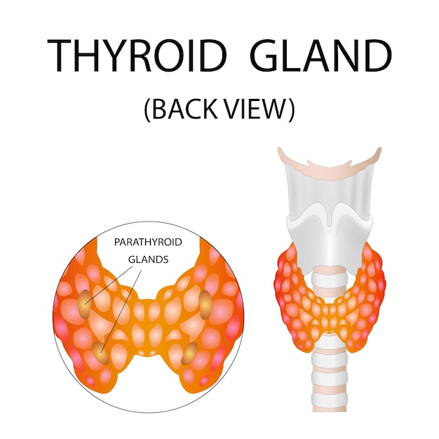 Vector thyroid anatomy including throat protective gland and trachea