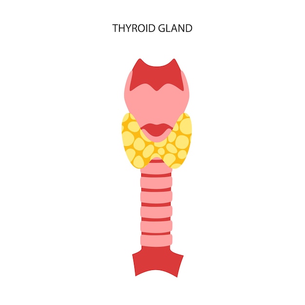 Vector thyroid gland anatomy