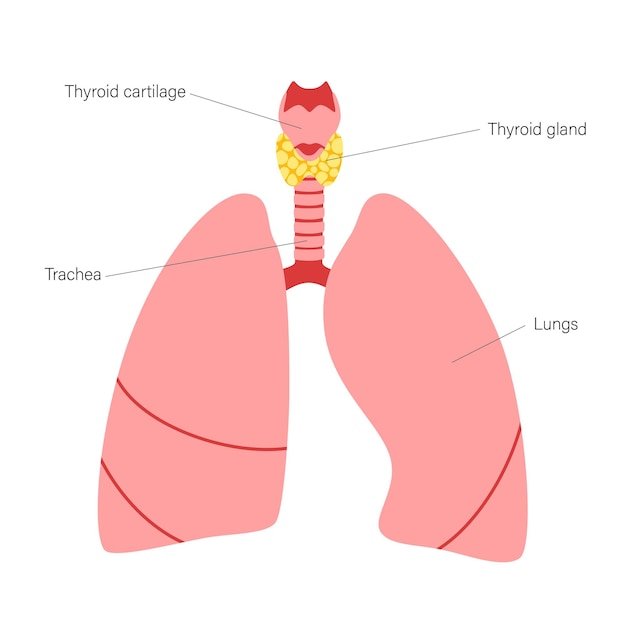 Vettore anatomia della ghiandola tiroidea