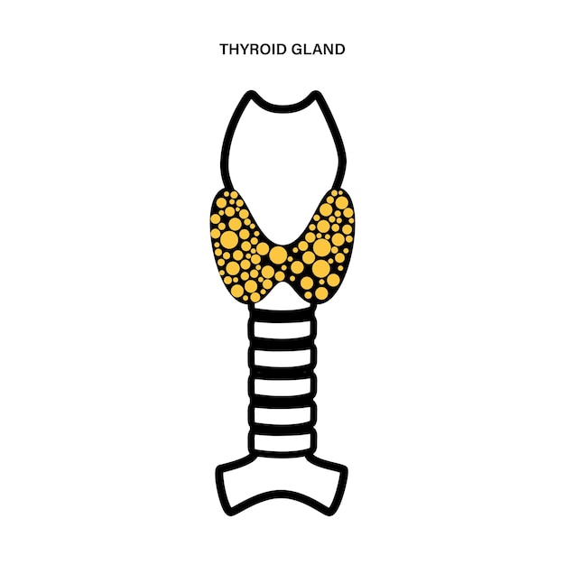 Thyroid gland anatomy