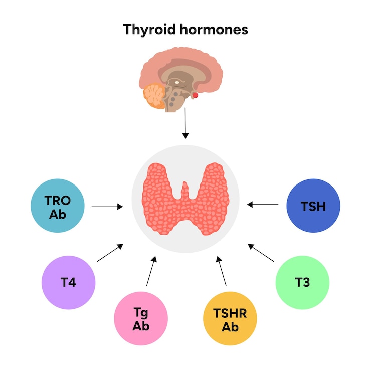 Vector thyroid gland medical anatomy functions and hormones medicine and diagram