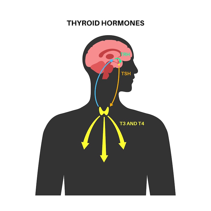 Vector thyroid gland system diagram. t3, t4 hormones and calcitonin production vector illustration.
