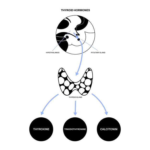 Vector thyroid gland system diagram. t3, t4 hormones and calcitonin production vector illustration.