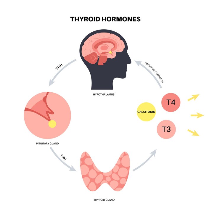 Vector thyroid gland system diagram. t3, t4 hormones and calcitonin production vector illustration.